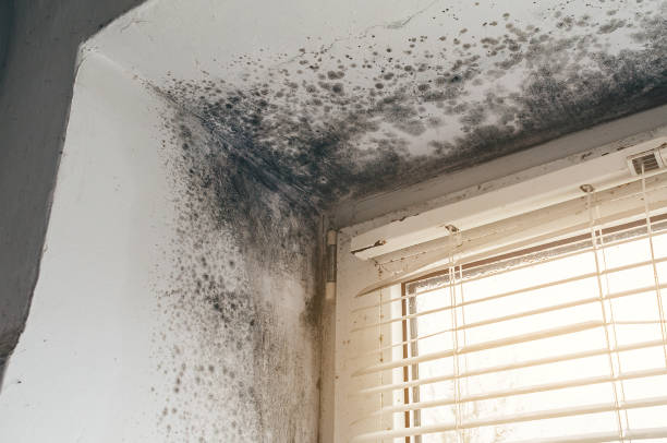Affordable Bathroom Mold Removal solutions in Kensington, MD